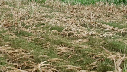 干旱38天后，河南驻马店农民等来了一场雨