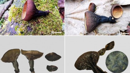 广西大明山保护区发现真菌新种