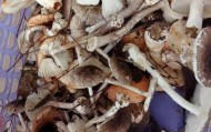 湖南一家6口误食毒蘑菇，5岁男童不幸去世