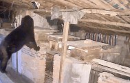 熟练得让人惊讶！四川一黑熊连续3年进村偷蜂蜜，藏哪都找得到