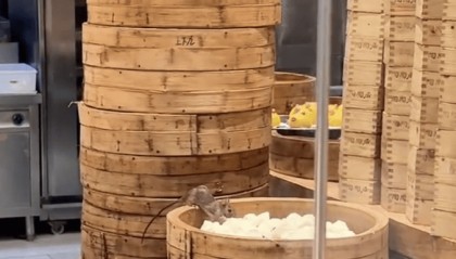 网传“老鼠在陶陶居后厨啃包子”，广州市监部门：已立案调查