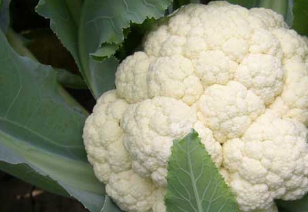菜花该怎样炒？怎样超比较好吃？我们来看一看吧！