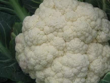 菜花该怎样炒？怎样超比较好吃？我们来看一看吧！