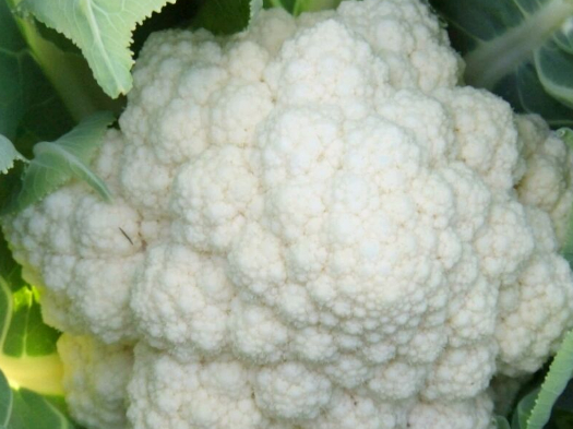 菜花该怎样炒？怎样超比较好吃？我们来看一看吧！