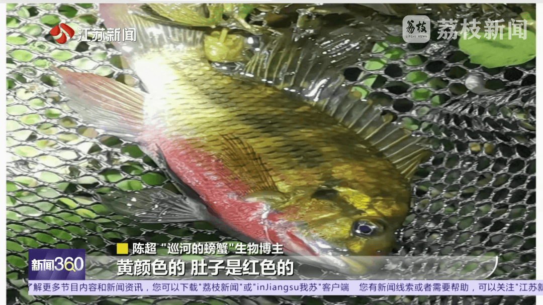 南京河流发现成群齐氏罗非鱼鱼苗！这种性情凶猛的热带鱼已扎根繁殖？