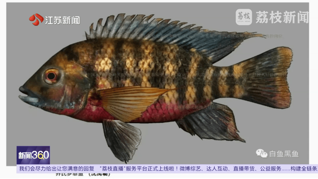 南京河流发现成群齐氏罗非鱼鱼苗！这种性情凶猛的热带鱼已扎根繁殖？