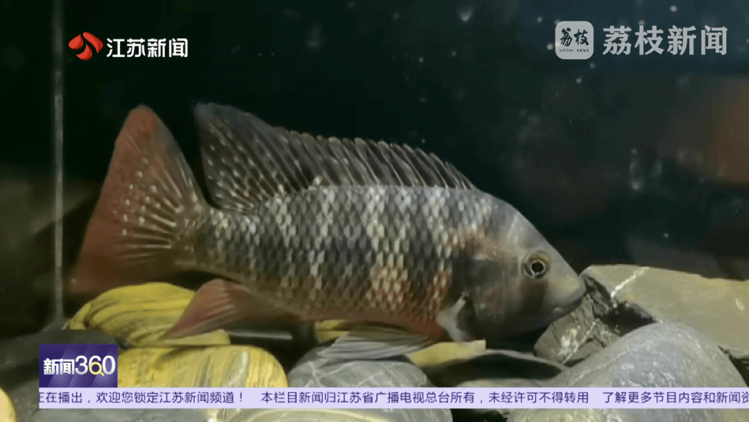 南京河流发现成群齐氏罗非鱼鱼苗！这种性情凶猛的热带鱼已扎根繁殖？