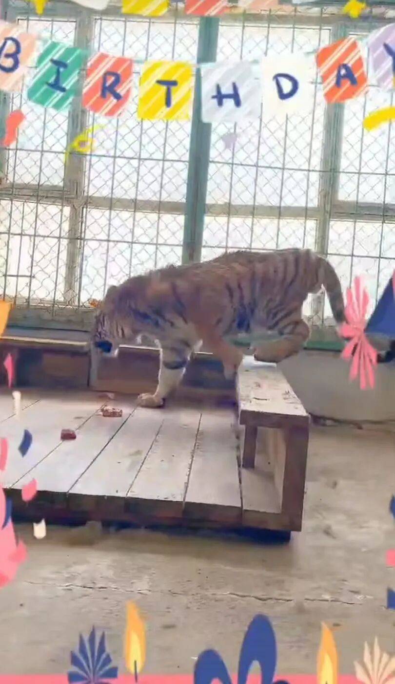 认养东北虎两年，续费时才知道老虎已死亡